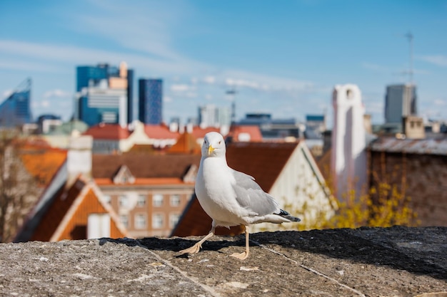 Albatross über dem Hintergrund des Panoramas von Tallinn Estland