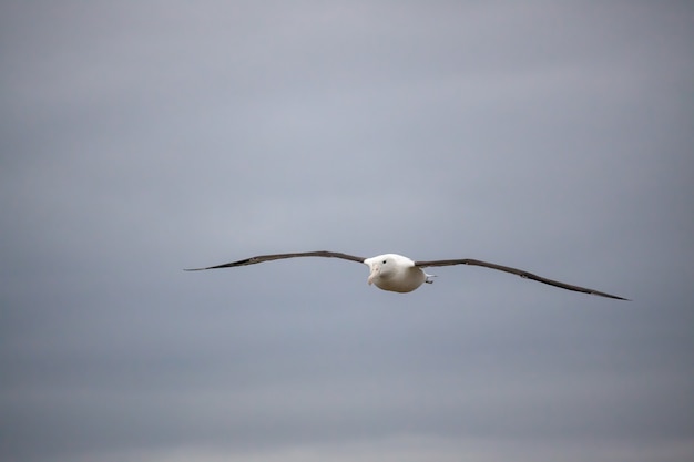 Albatroz Real do Norte (Diomedea sanfordi) sobrevoando a Península de Otago