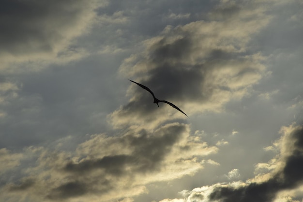 Foto albatroz voando no céu nublado peru