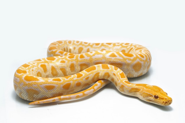Foto albino burmese python isoliert auf weißem hintergrund