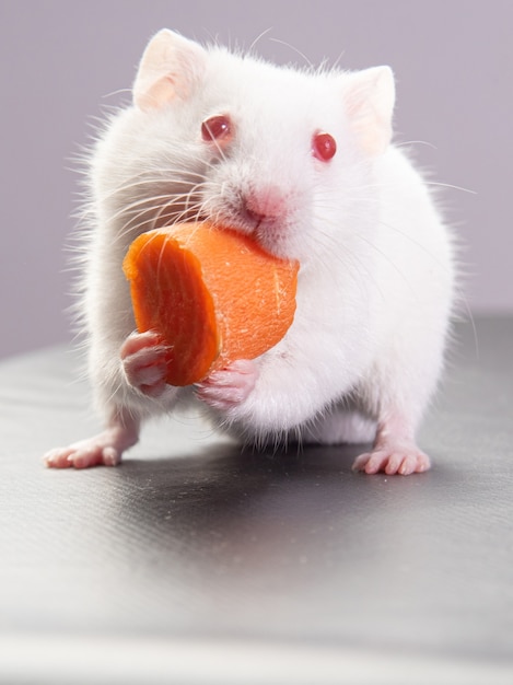 Albino-Hamster mit Pfeilname, der Karotte isst