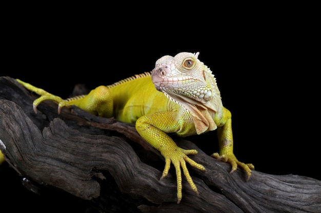 Albino iguana em um galho