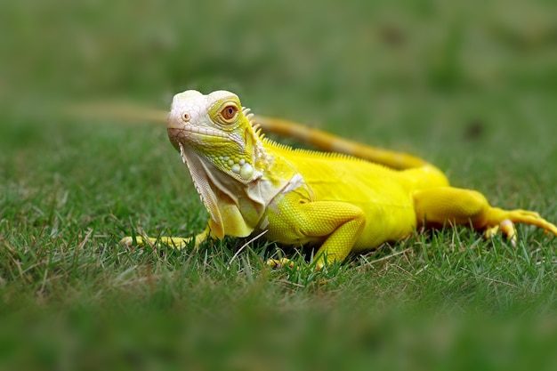 Albino iguanas na grama