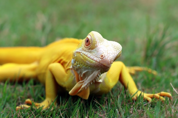 Albino-Leguan auf dem Gras