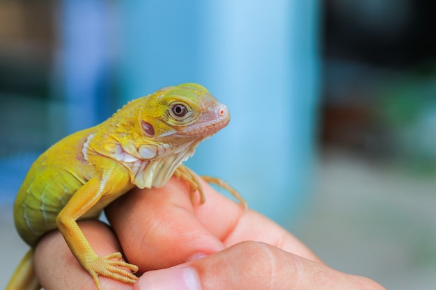 Albino-Leguan