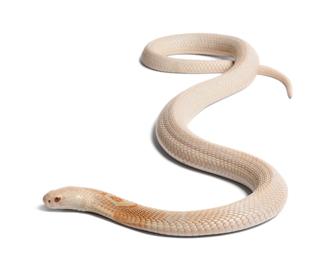 Albinos monóculo cobra Naja kaouthia fondo blanco venenoso