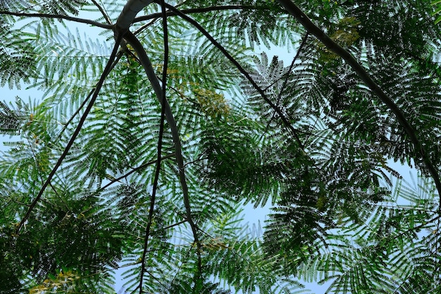 Albizia chinensis es una especie de leguminosa del género Albizia shady sengon branch