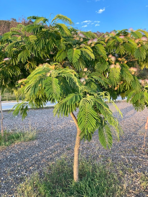 Albizia julibrissin árbol de cerca