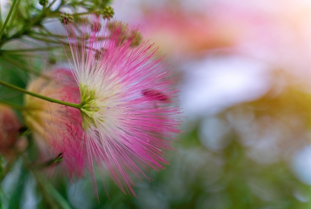 Albizia julibrissin o lankaran acacia flor rosa sobre fondo verde enfoque selectivo flor de