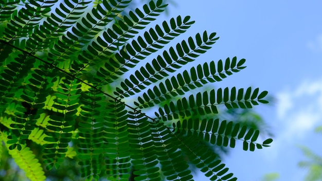 Albiziablätter und blauer Himmel. Albizia chinensis ist eine Hülsenfruchtart aus der Gattung Albizia. natürlich.