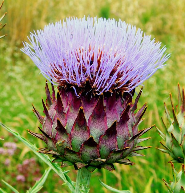 alcachofa flor azul