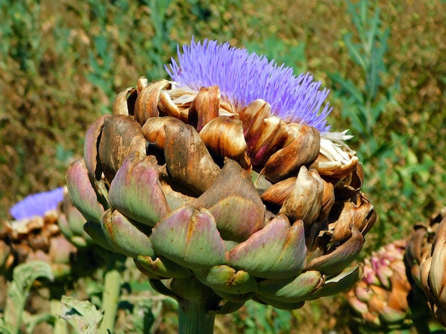 alcachofa flor morada