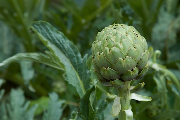 Alcachofa fresca en el jardín Dieta de verduras saludables Horticultura orgánica