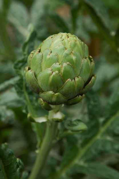 Alcachofa fresca en el jardín Horticultura alcachofas cerrar Dieta saludable