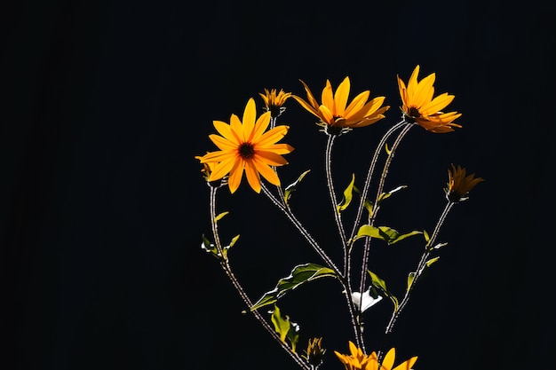 Alcachofa de Jerusalén brillante o flores de topinambur sobre un fondo negro