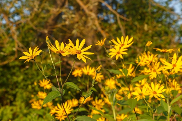 Alcachofa de Jerusalén florece flores amarillas en la pradera