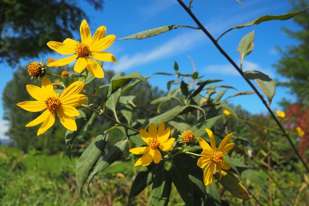 Alcachofa de Jerusalén o girasol tuberoso o pera molida Helianthus tuberosus es una especie de plantas tuberosas herbáceas perennes del género Girasol de la familia Asteraceae Flores amarillas