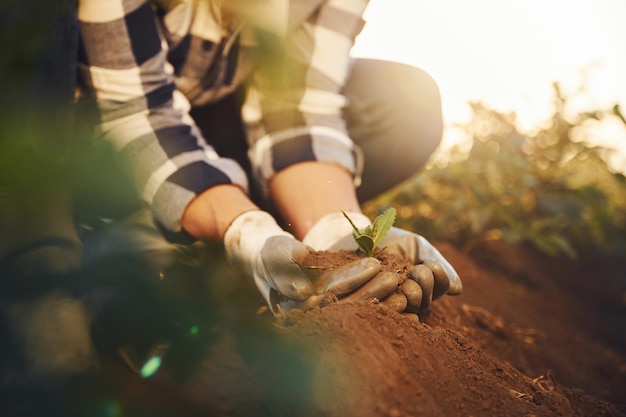 Foto con una alcachofa, la mujer está en el campo agrícola durante el día.