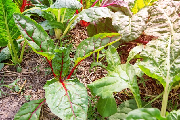 Foto la alcachofa suiza arcoíris en el jardín