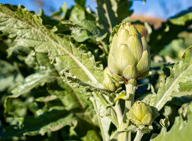 Alcachofas frescas en el campo Verduras para una dieta saludable Primer plano de alcachofas de horticultura