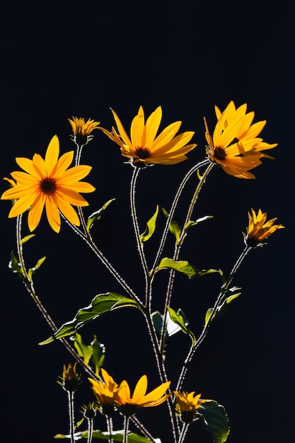 Alcachofra de jerusalém brilhante ou flores de topinambur em um fundo preto