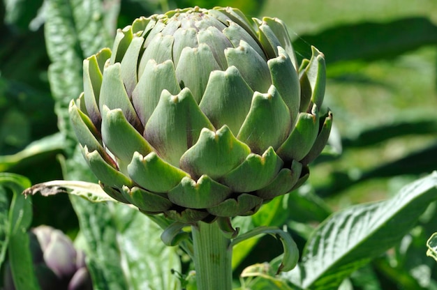 Alcachofra em um jardim