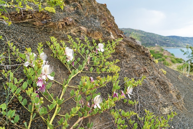 Las alcaparras son herbáceas, una planta con flores en la ladera de la montaña. Crimea.