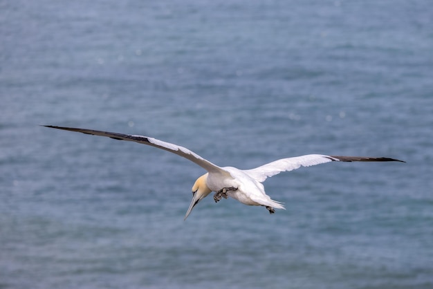 Alcatraces Morus bassanus en vuelo en Bempton Cliffs en Yorkshire