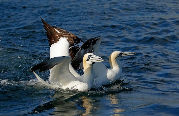 Alcatraces del norte buceando en busca de peces