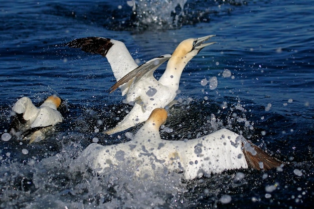 Alcatraces del norte buceando en busca de peces