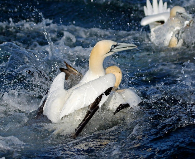 Alcatraces del norte buceando en busca de peces