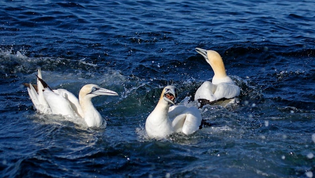 Alcatraces del norte buceando en busca de peces