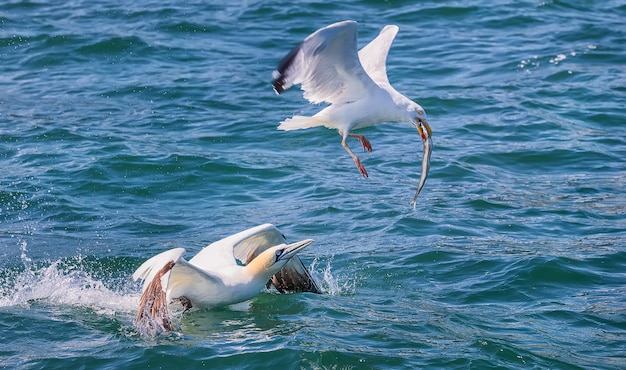 Alcatraz del norte intenta tomar un pez de una gaviota. Mar del Norte. Inglaterra, Reino Unido