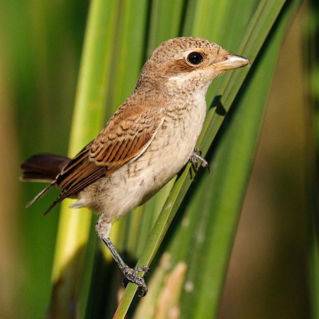 Foto alcaudón dorsirrojo joven (lanius collurio) en hábitat natural