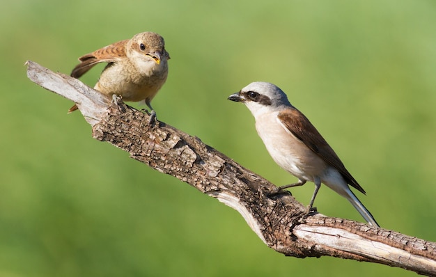 Alcaudón dorsirrojo Lanius collurio Un pájaro joven pide comida a sus padres El macho alimenta a su polluelo