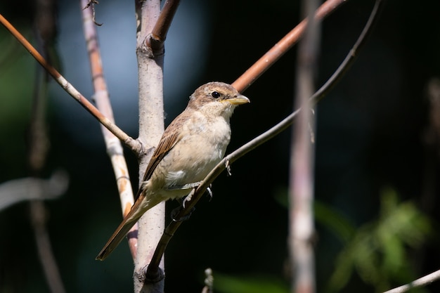 Alcaudón dorsirrojo Lanius Collurio