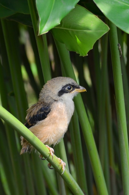 Alcaudón marrón dentro del arbusto, pájaro cantor, Lanius cristatus