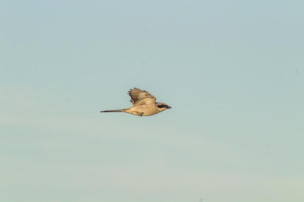 Alcaudón norteño volando por el cielo