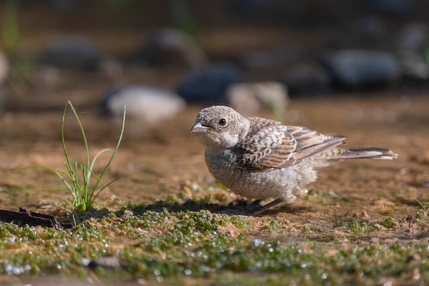 Foto alcaudon woodchat lanius senador málaga españa