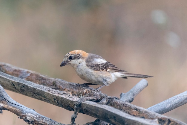 Foto alcaudon woodchat lanius senador málaga españa