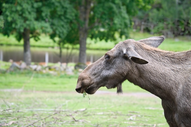 Alce em um prado verde na Escandinávia Rei das florestas na Suécia Foto de animal