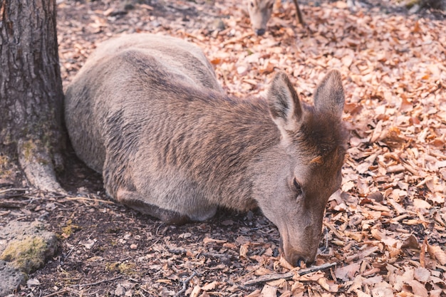 Alce hembra tendido junto al árbol en el bosque