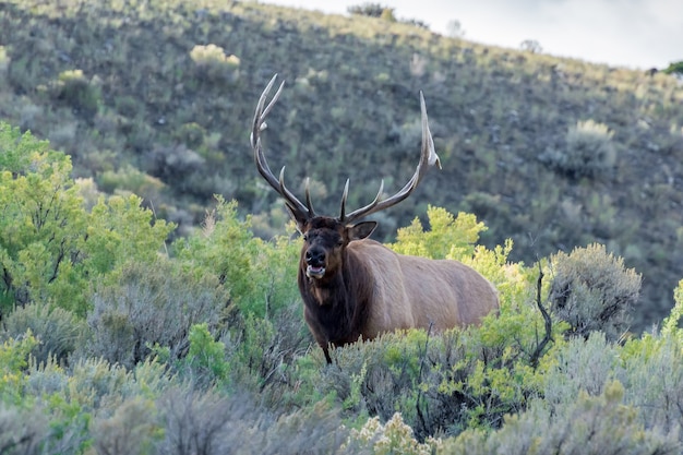 Alce o Wapiti Cervus canadensis