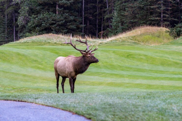 Alce de toro salvaje descansando y forrajeando solo en la pradera al borde del bosque en la temporada de follaje de otoño