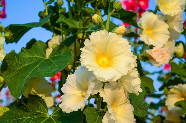 Alcea rosea o Malvarrosa