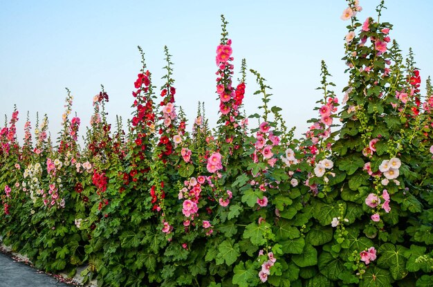 Alcea rosea o Malvarrosa