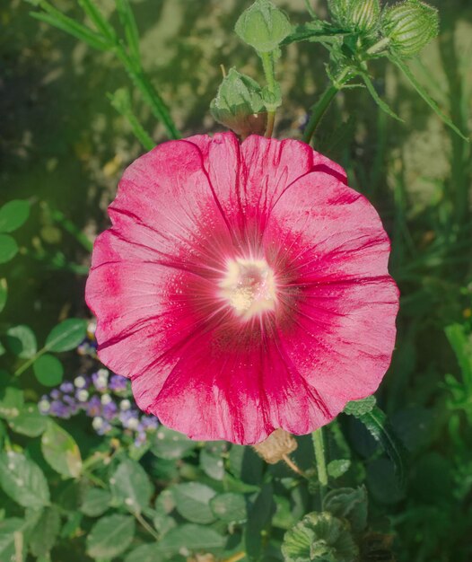 Alcea rosea ou flor de malva-rosaFlor vermelha de uma malva comum