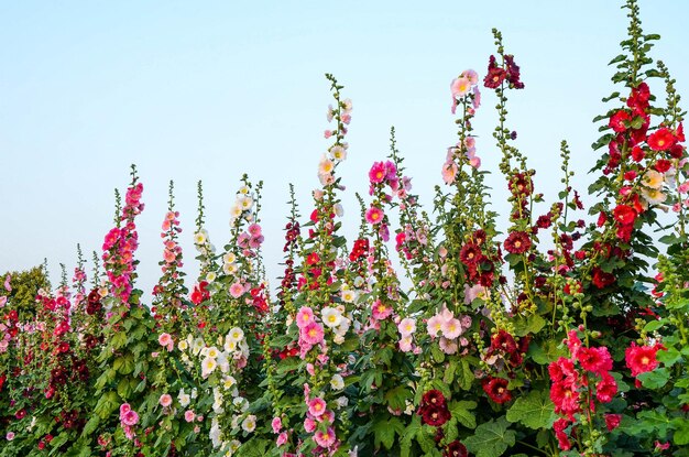 Alcea rosea ou Hollyhock