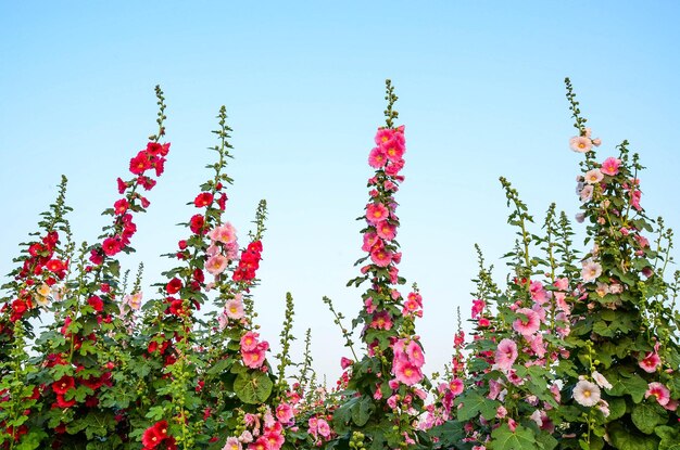 Alcea rosea ou Hollyhock