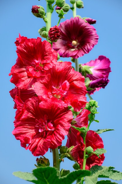 Alcea rosea, planta ornamental da família Malvaceae.